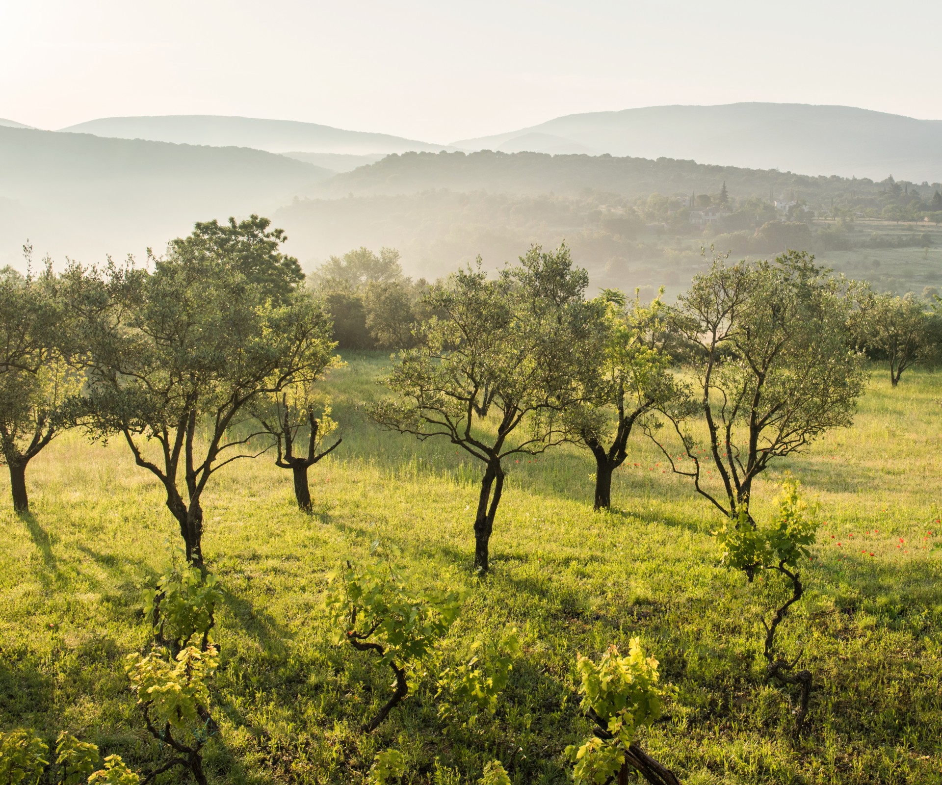 Olive groves on green meadow in front of misty hilly landscape in the background	