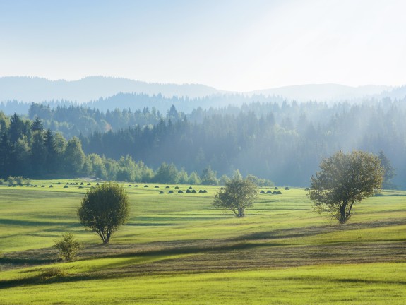 View of hilly landscape with fields and forest under sunny sky	