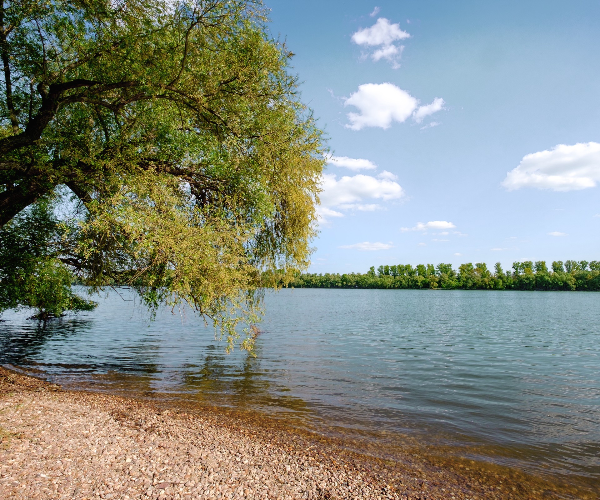 Tree at the shore of a lake with view to the other side of the shore	